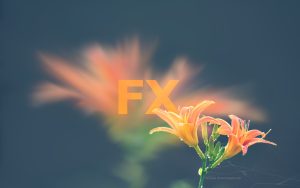 FX Flowers