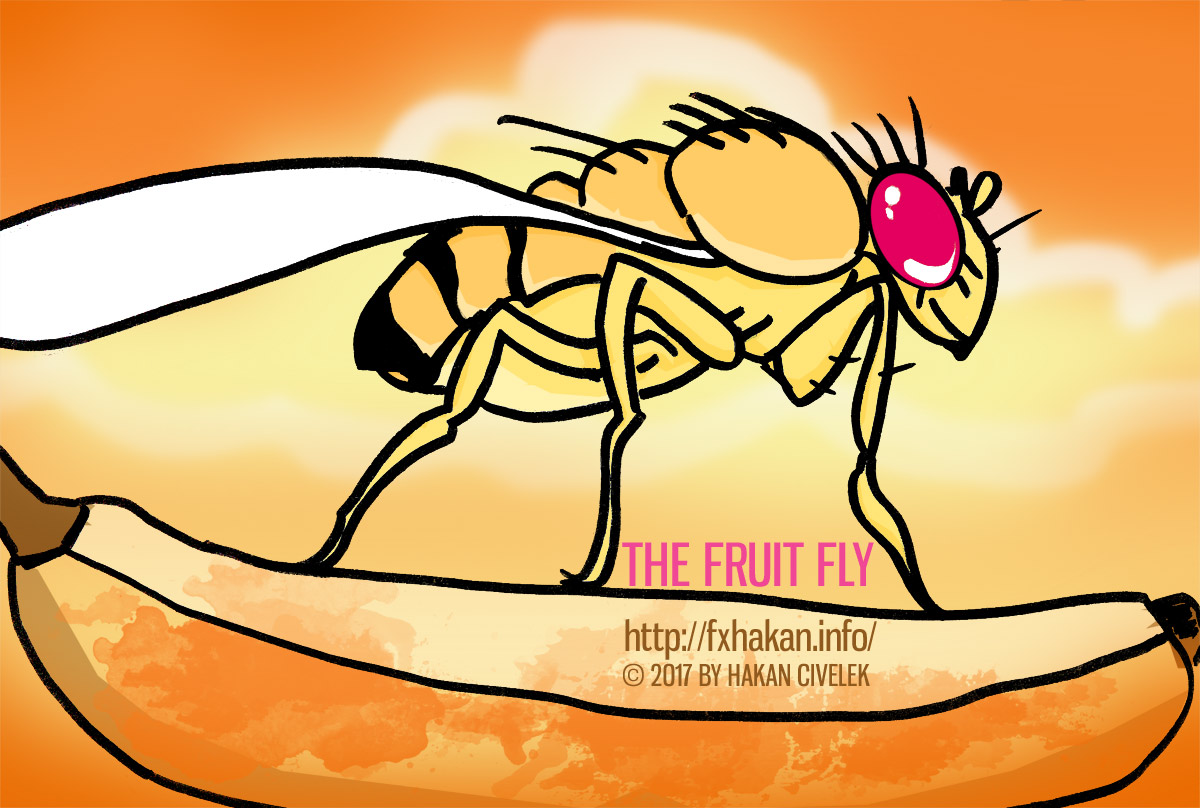 Fruit Fly by fxhakan