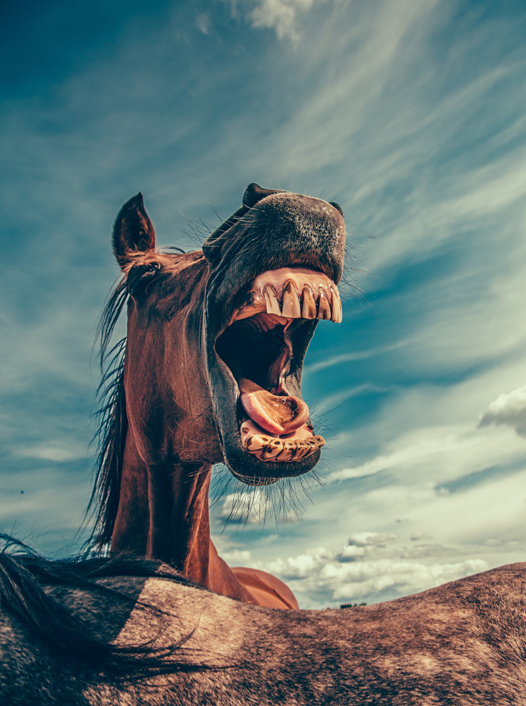Lachendes Pferd von Mikael Kristenson