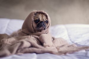 Hund unter der Decke (by pixybay)